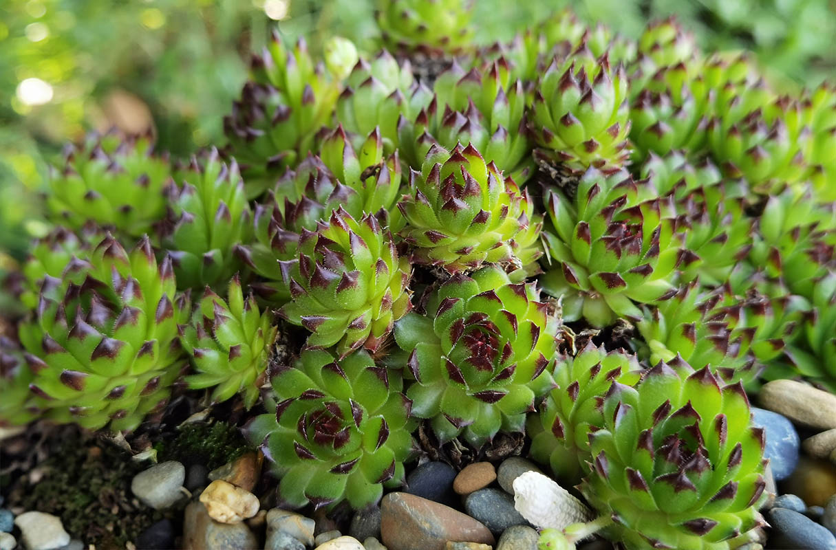 Sempervivum 'Black Top'